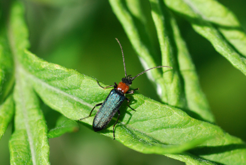 Coleottero da identificare